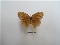 藏品(切翅眉眼蝶)的圖片